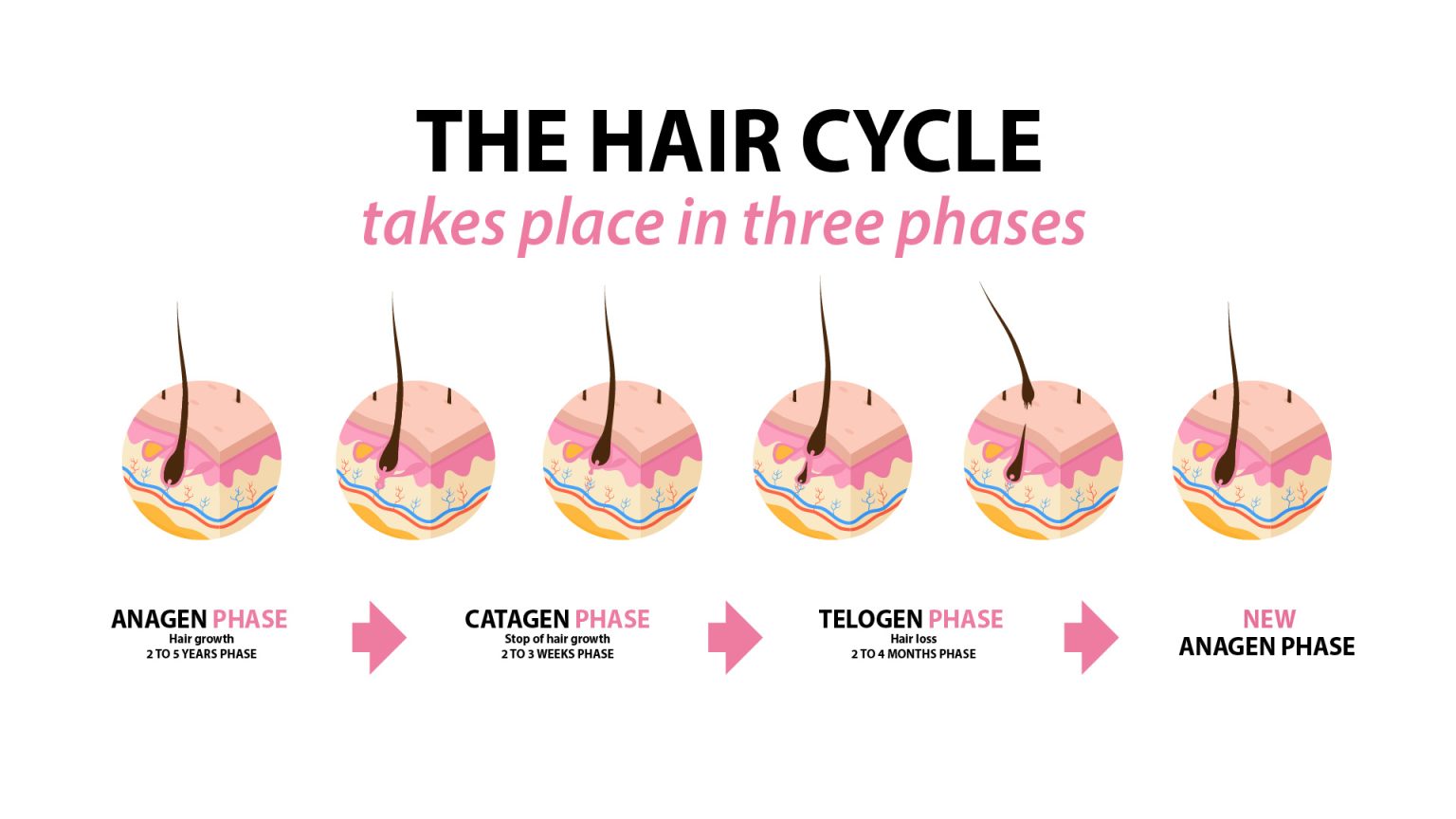 Hair Transplant Timeline: Discover The Evolution Month By Month